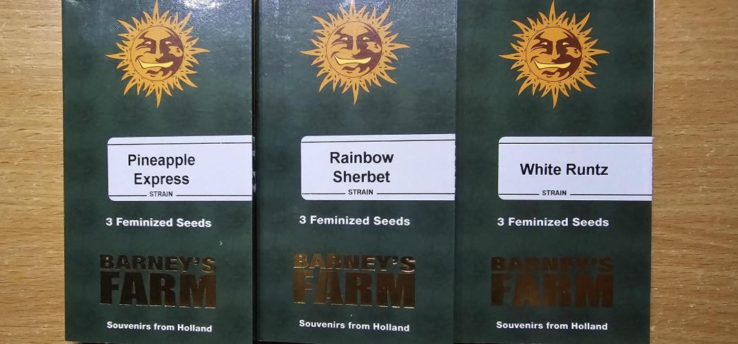 EliteFree Zone 3 Strains 1 Tent Zero Ego. Week 0 - 26.1