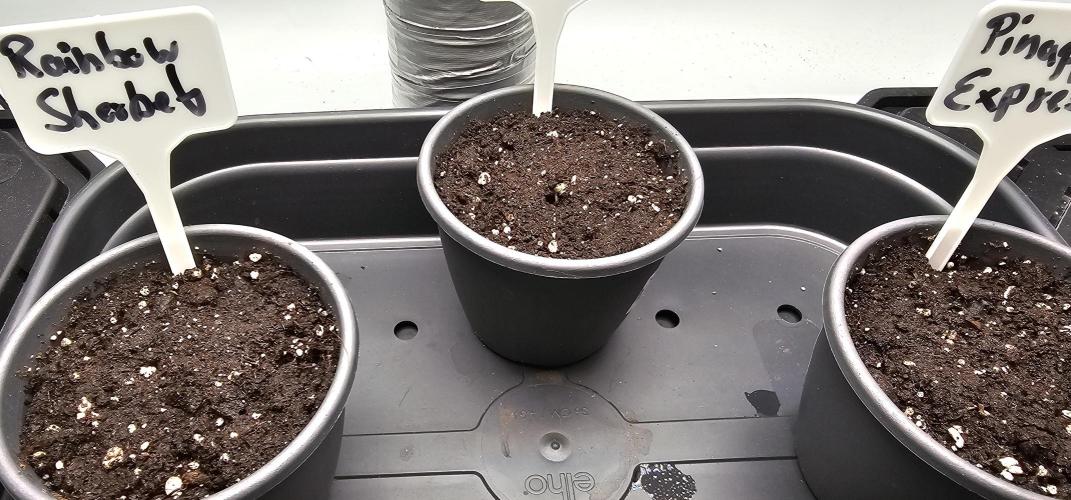 EliteFree Zone 3 Strains 1 Tent Zero Ego. Week 0 - 27.1