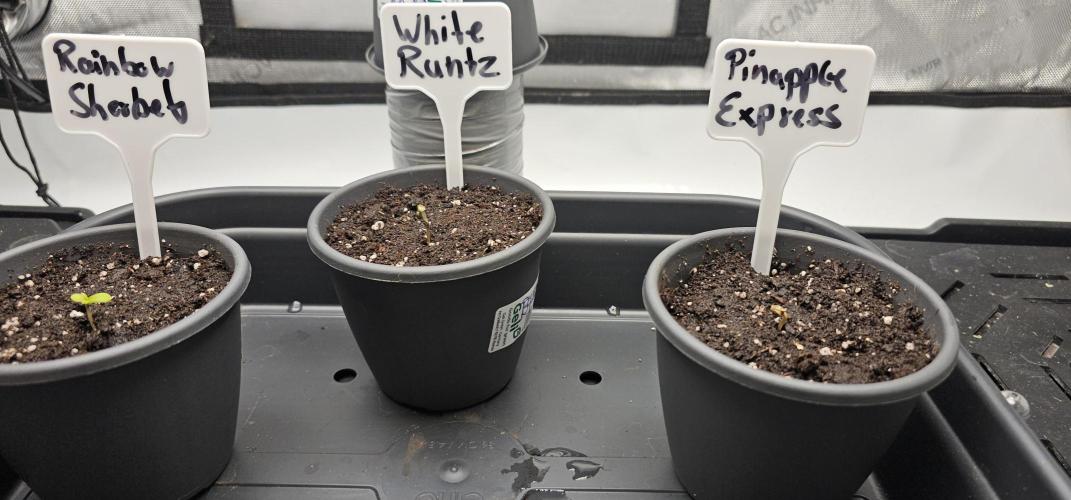 EliteFree Zone 3 Strains 1 Tent Zero Ego. Week 0 - 28.1