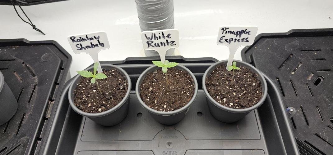 EliteFree Zone 3 Strains 1 Tent Zero Ego. Week 0 - 31.1