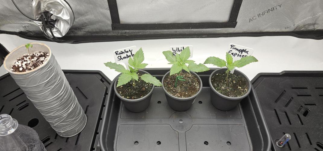 EliteFree Zone 3 Strains 1 Tent Zero Ego. Week 2 - 7.2
