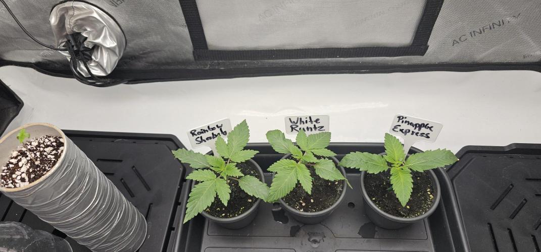 EliteFree Zone 3 Strains 1 Tent Zero Ego. Week 2 - 8.2