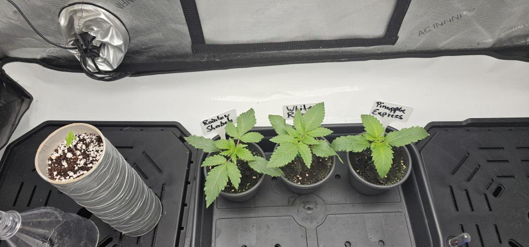 EliteFree Zone 3 Strains 1 Tent Zero Ego. Week 2 - 9.2