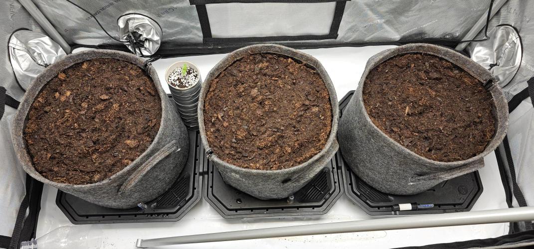 EliteFree Zone 3 Strains 1 Tent Zero Ego. Week 2 - 10.2 Vorbereitung 24H pre soaking