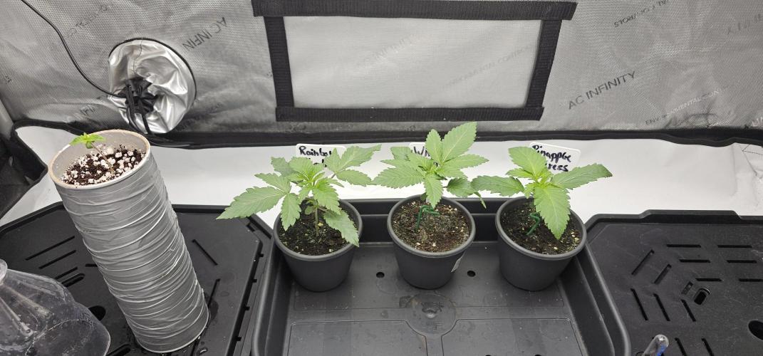 EliteFree Zone 3 Strains 1 Tent Zero Ego. Week 2 - 10.2