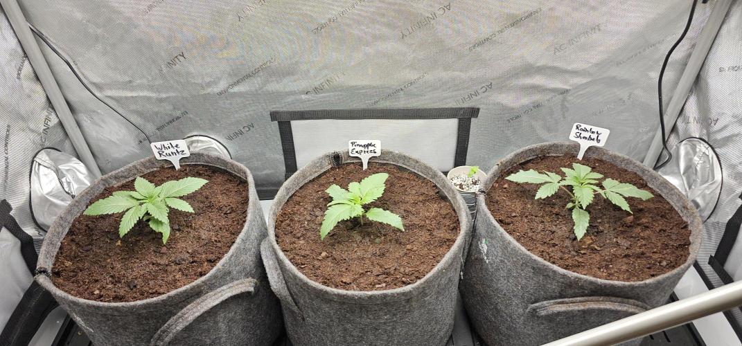 EliteFree Zone 3 Strains 1 Tent Zero Ego. Week 2 - 11.2 umgetopft