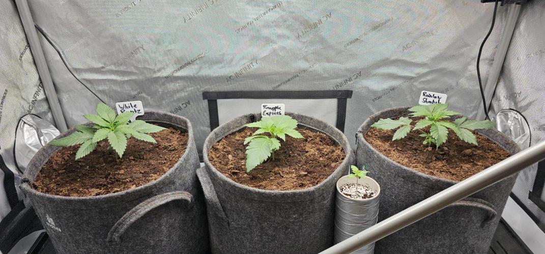 EliteFree Zone 3 Strains 1 Tent Zero Ego. Week 2 - 13.2