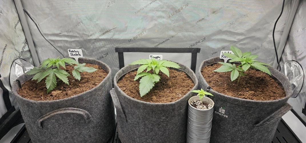 EliteFree Zone 3 Strains 1 Tent Zero Ego. Week 2 - 15.2
