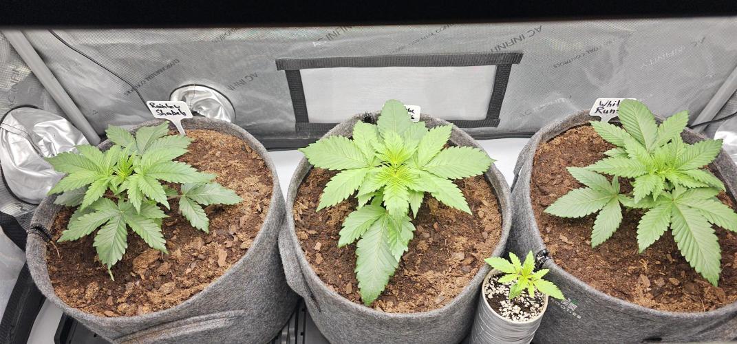 EliteFree Zone 3 Strains 1 Tent Zero Ego. Week 3 - 16.2