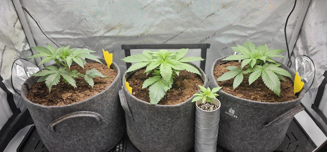 EliteFree Zone 3 Strains 1 Tent Zero Ego. Week 3 - 17.2