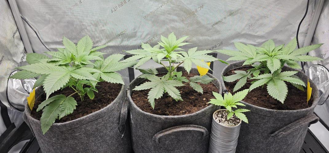 EliteFree Zone 3 Strains 1 Tent Zero Ego. Week 3 - 19.2