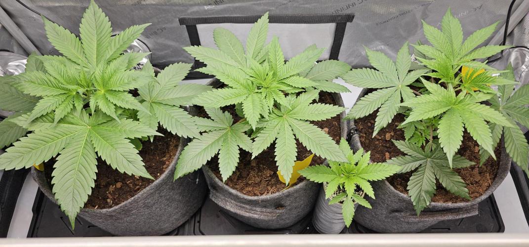 EliteFree Zone 3 Strains 1 Tent Zero Ego. Week 3 - 20.2