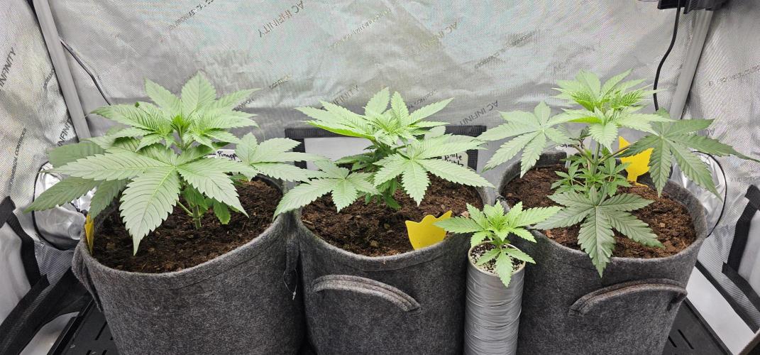 EliteFree Zone 3 Strains 1 Tent Zero Ego. Week 3 - 20.2