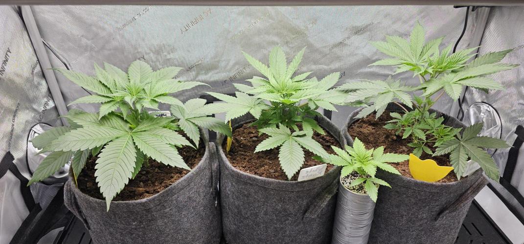 EliteFree Zone 3 Strains 1 Tent Zero Ego. Week 3 - 21.2