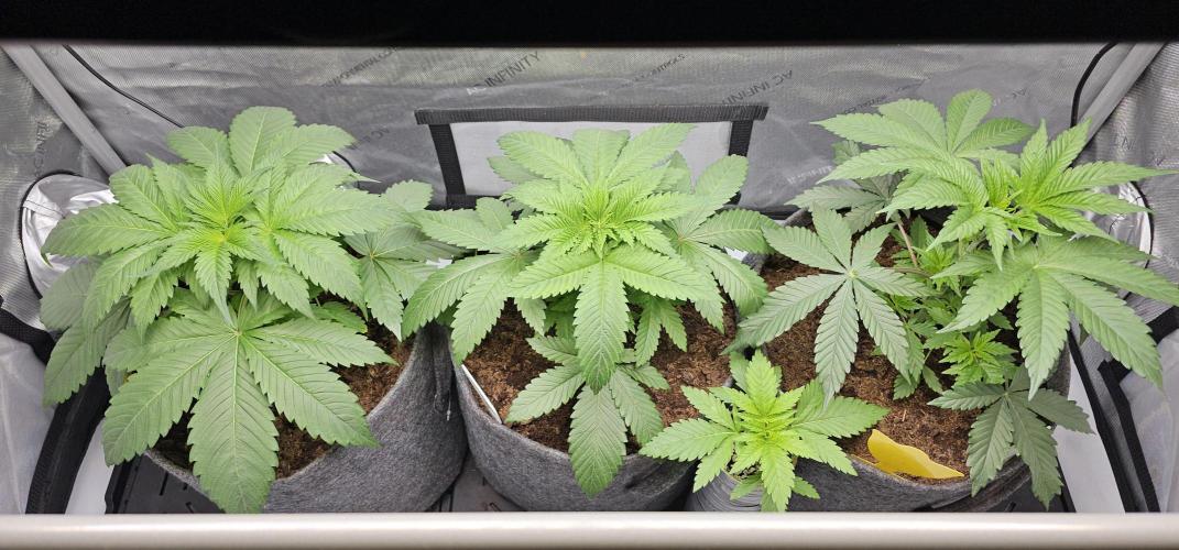 EliteFree Zone 3 Strains 1 Tent Zero Ego. Week 3 - 22.2