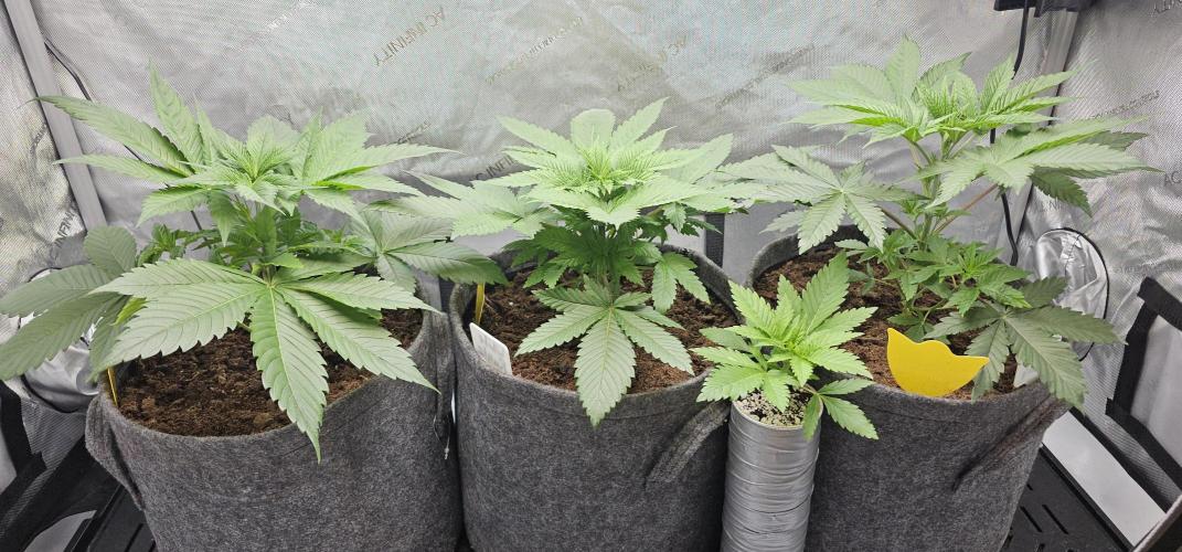 EliteFree Zone 3 Strains 1 Tent Zero Ego. Week 3 - 22.2