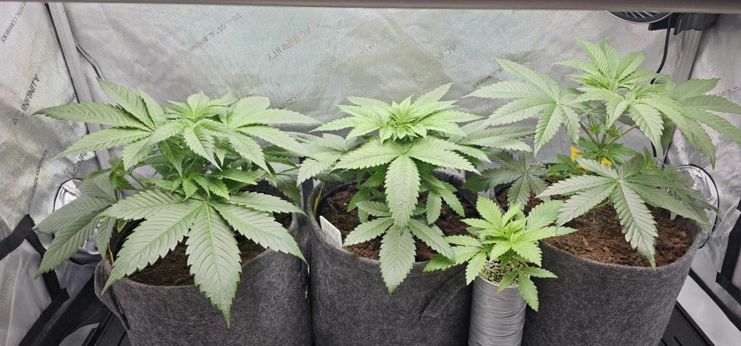 EliteFree Zone 3 Strains 1 Tent Zero Ego. Week 4 - 23.2