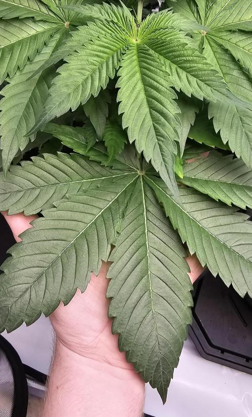 EliteFree Zone 3 Strains 1 Tent Zero Ego. Week 4 - 23.2