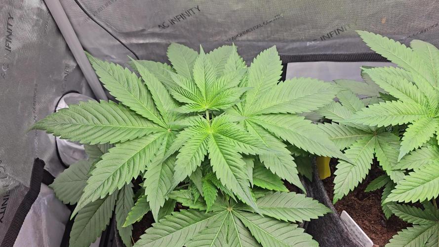 EliteFree Zone 3 Strains 1 Tent Zero Ego