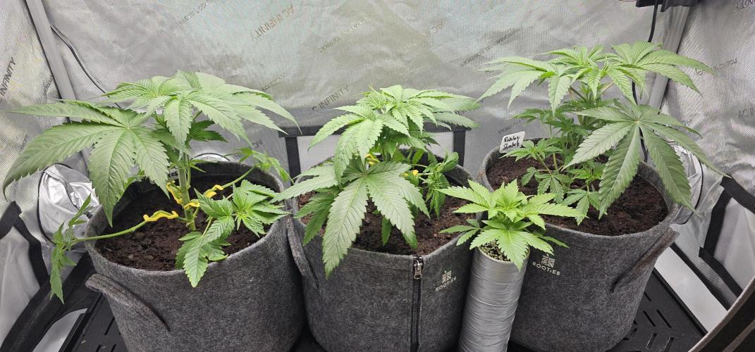 EliteFree Zone 3 Strains 1 Tent Zero Ego. Week 4 - 24.2