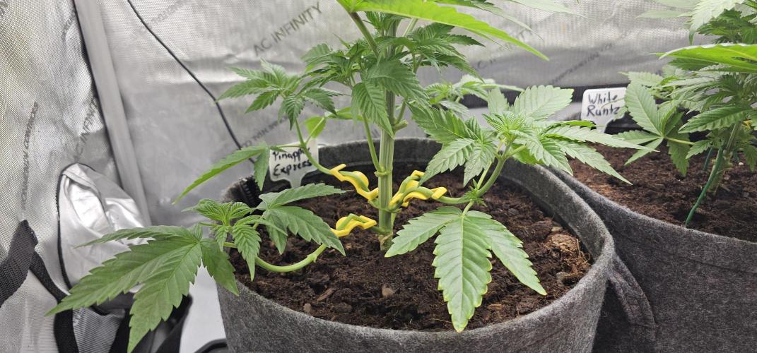 EliteFree Zone 3 Strains 1 Tent Zero Ego. Week 4 - 8 Hours Later