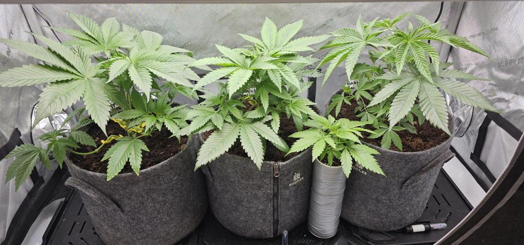 EliteFree Zone 3 Strains 1 Tent Zero Ego. Week 4 - 25.2