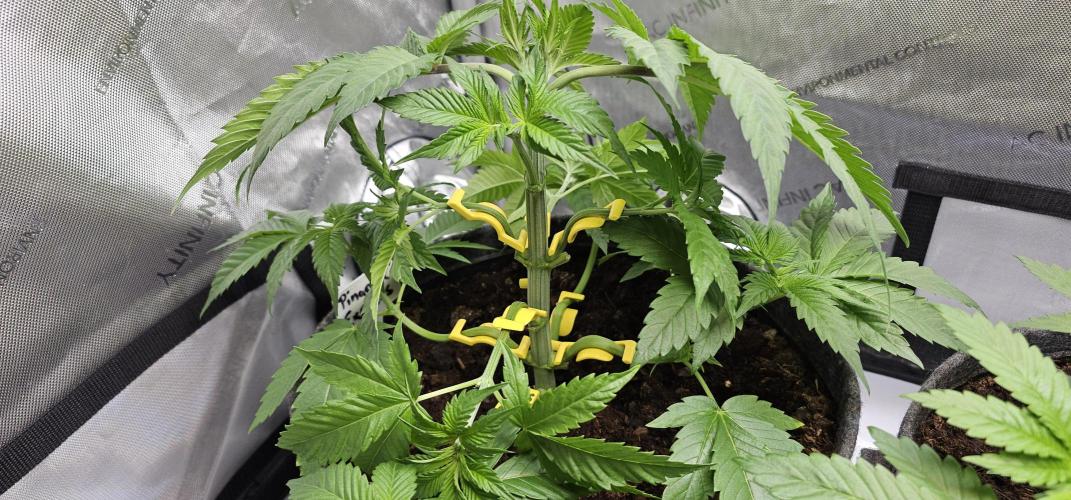 EliteFree Zone 3 Strains 1 Tent Zero Ego. Week 4 - 26.2