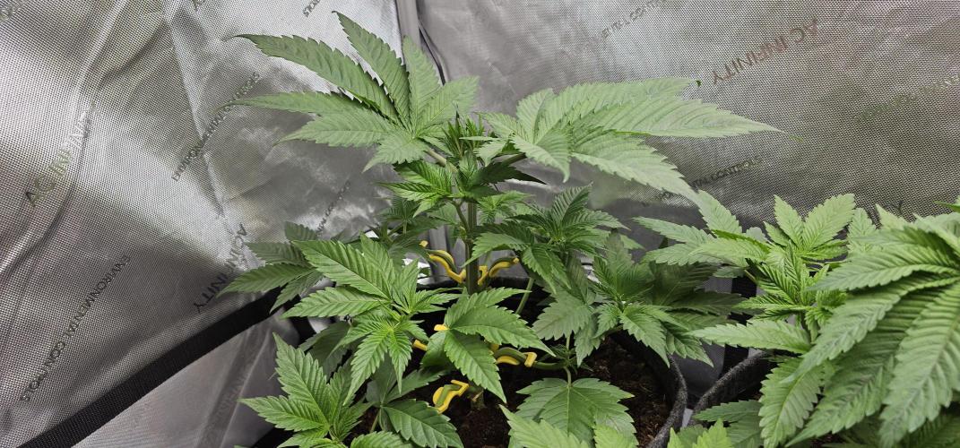 EliteFree Zone 3 Strains 1 Tent Zero Ego. Week 4 - 26.2