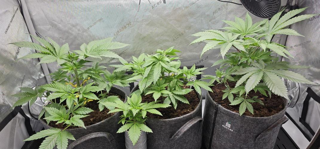 EliteFree Zone 3 Strains 1 Tent Zero Ego. Week 4 - 26.2