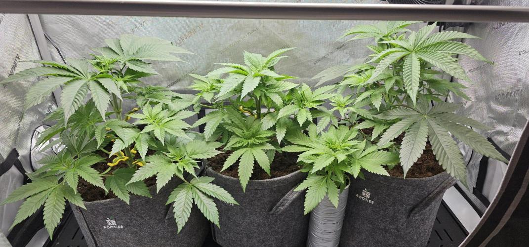 EliteFree Zone 3 Strains 1 Tent Zero Ego. Week 4 - 28.2
