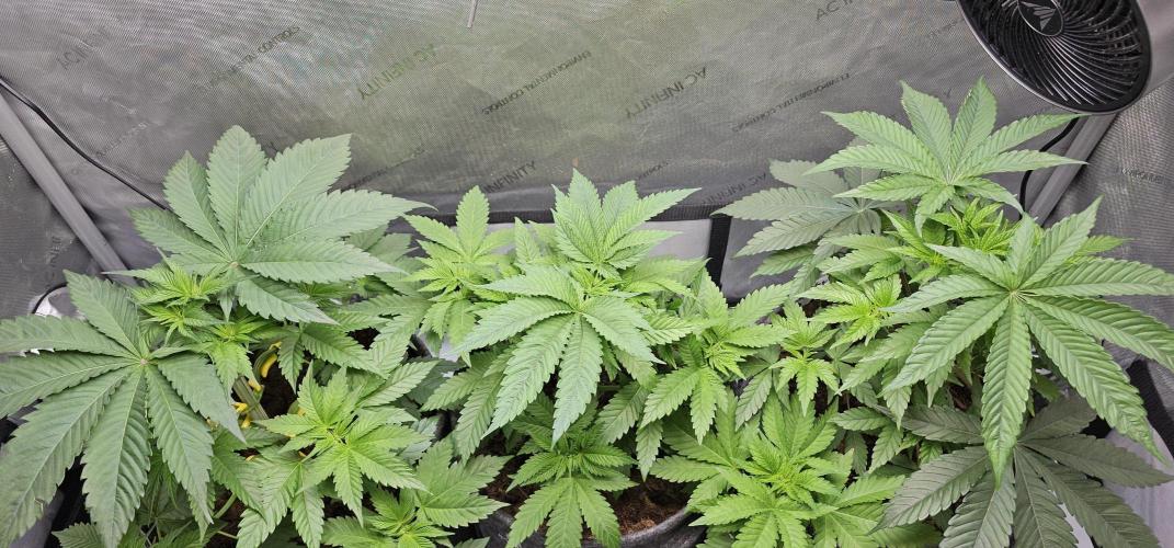 EliteFree Zone 3 Strains 1 Tent Zero Ego. Week 4 - 28.2
