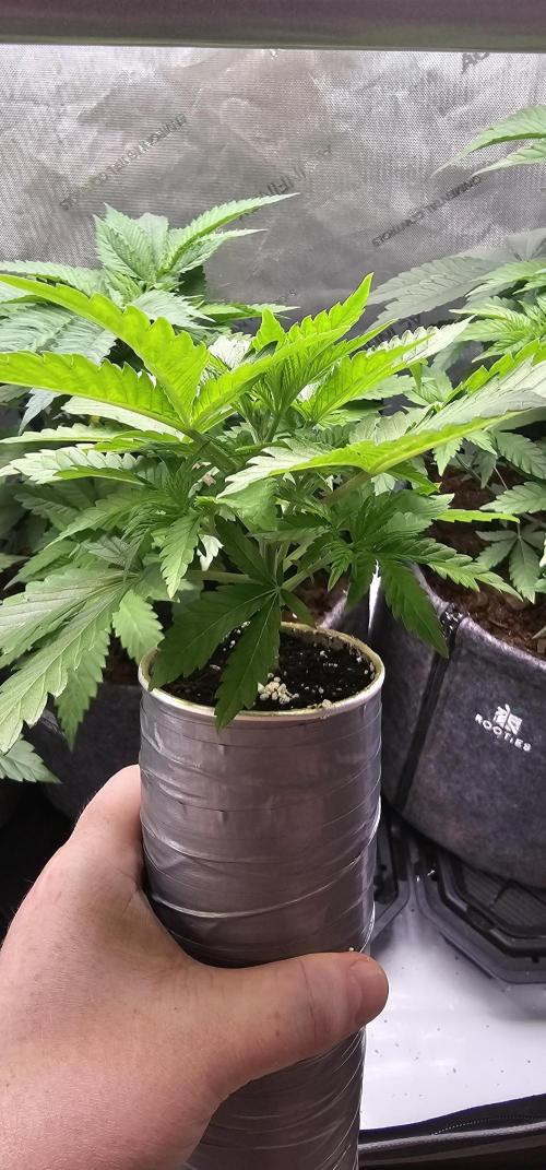 EliteFree Zone 3 Strains 1 Tent Zero Ego. Week 4 - 28.2