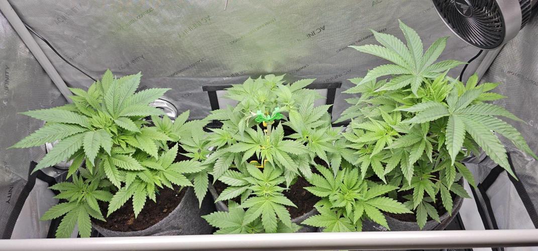 EliteFree Zone 3 Strains 1 Tent Zero Ego. Week 4 - 1.3
