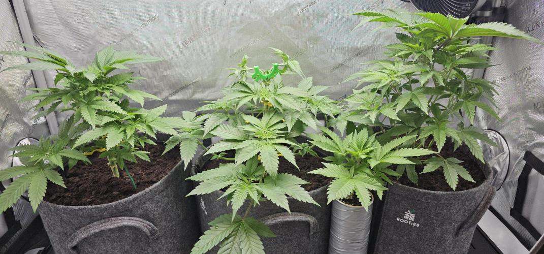 EliteFree Zone 3 Strains 1 Tent Zero Ego. Week 4 - 1.3