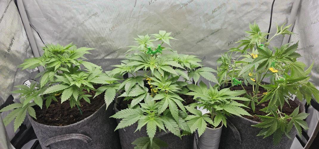 EliteFree Zone 3 Strains 1 Tent Zero Ego. Week 5 - 2.3