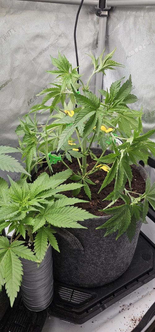 EliteFree Zone 3 Strains 1 Tent Zero Ego. Week 5 - 2.3