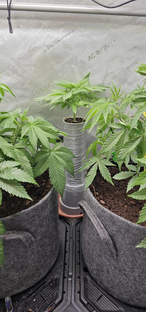 EliteFree Zone 3 Strains 1 Tent Zero Ego. Week 5