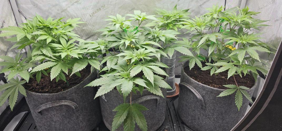 EliteFree Zone 3 Strains 1 Tent Zero Ego. Week 5 - 4.3