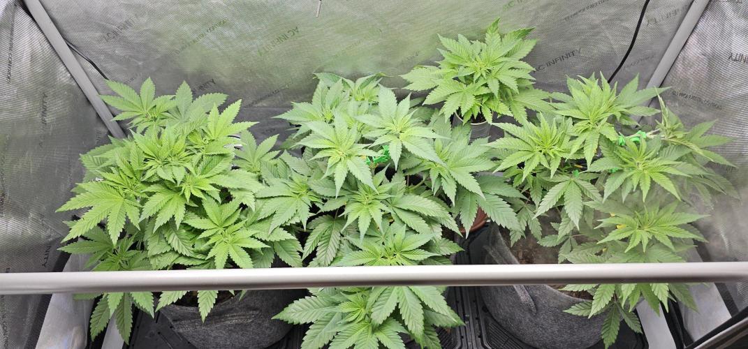 EliteFree Zone 3 Strains 1 Tent Zero Ego. Week 5 - 4.3