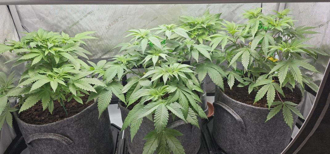 EliteFree Zone 3 Strains 1 Tent Zero Ego. Week 5 - 5.3