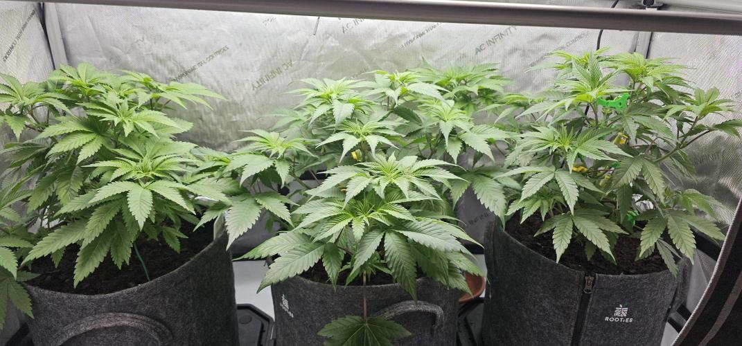 EliteFree Zone 3 Strains 1 Tent Zero Ego. Week 6 - 7.3