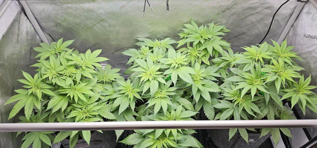 EliteFree Zone 3 Strains 1 Tent Zero Ego. Week 6 - 7.3