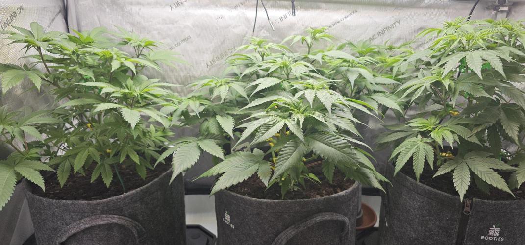 EliteFree Zone 3 Strains 1 Tent Zero Ego. Week 6 - 10.3