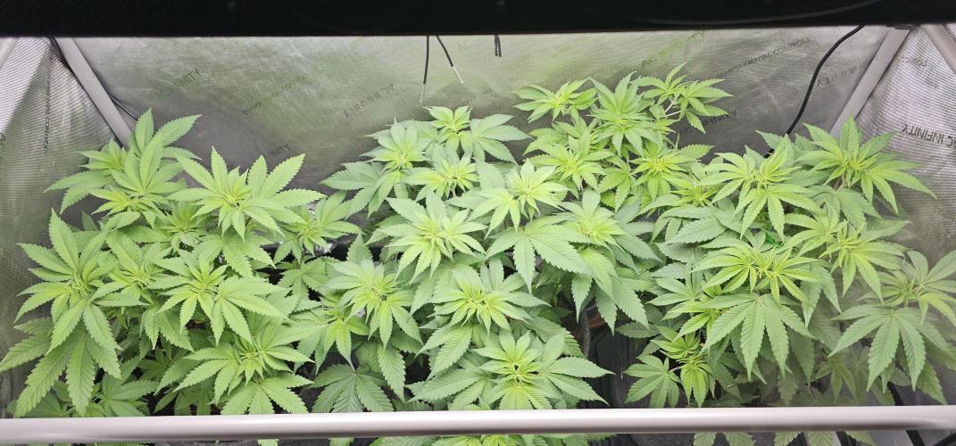 EliteFree Zone 3 Strains 1 Tent Zero Ego. Week 6 - 10.3