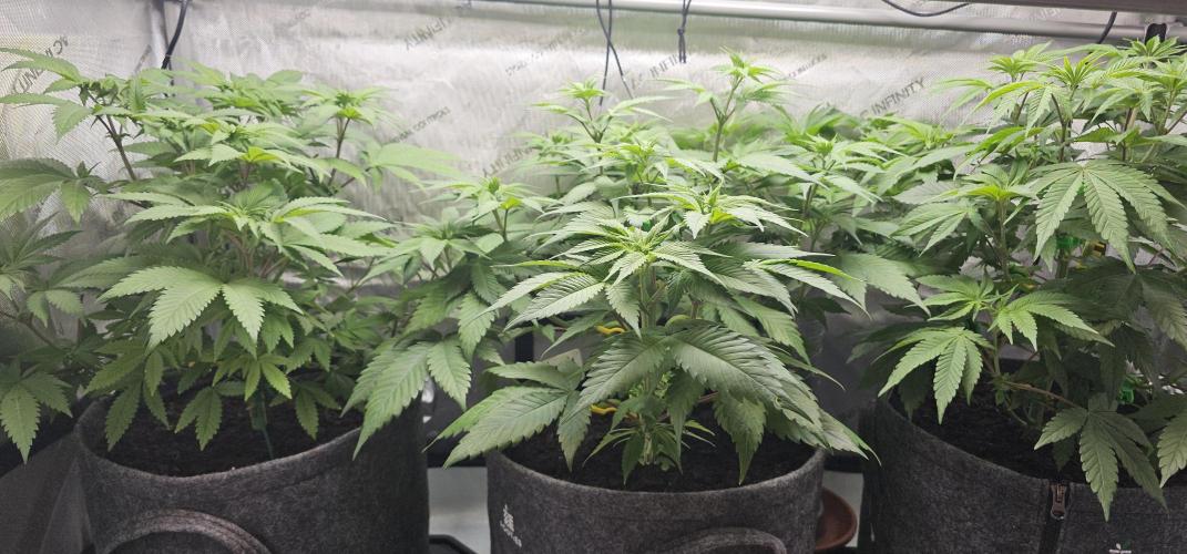 EliteFree Zone 3 Strains 1 Tent Zero Ego. Week 6 - 12.3