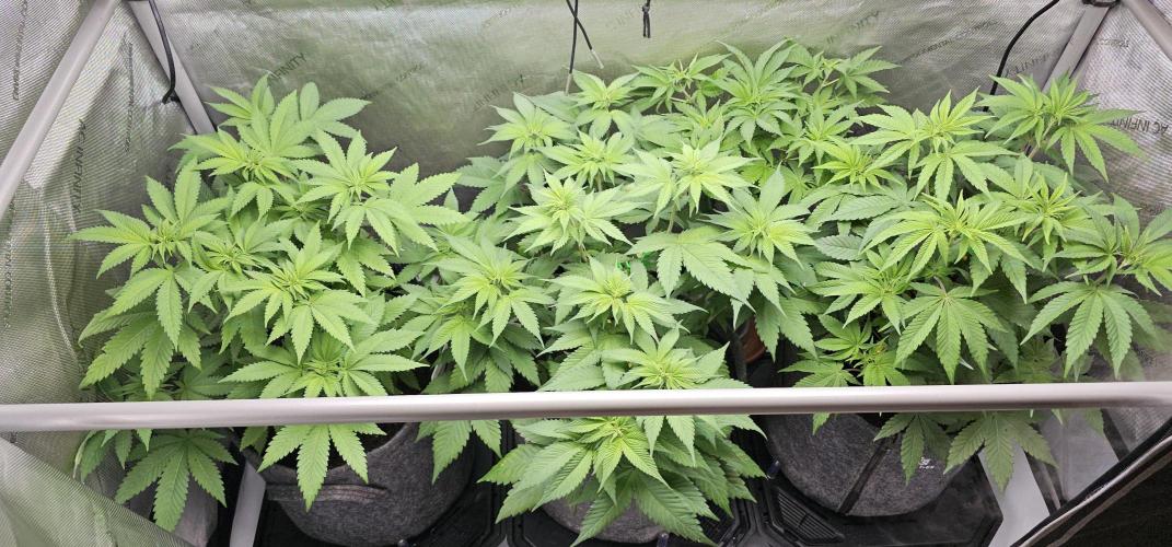 EliteFree Zone 3 Strains 1 Tent Zero Ego. Week 6 - 12.3