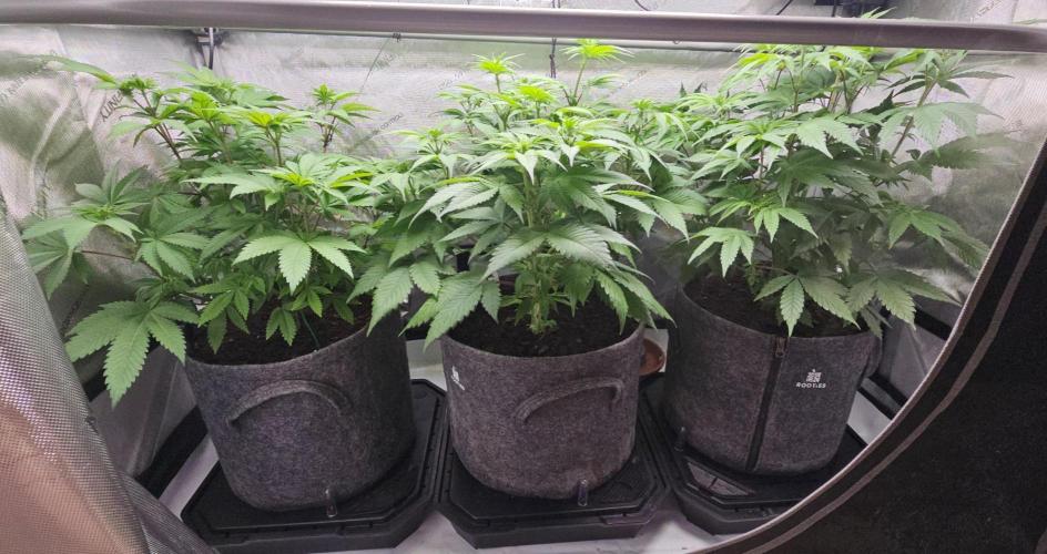 EliteFree Zone 3 Strains 1 Tent Zero Ego. Week 7 - 14.3