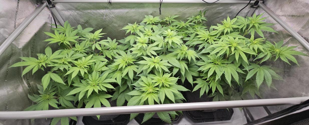 EliteFree Zone 3 Strains 1 Tent Zero Ego. Week 7 - 14.3
