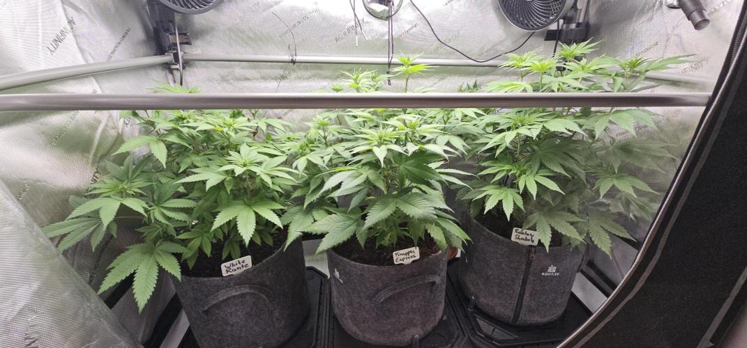 EliteFree Zone 3 Strains 1 Tent Zero Ego. Week 7 - 15.3