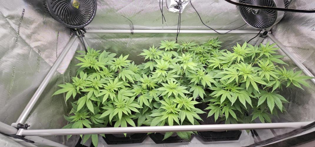 EliteFree Zone 3 Strains 1 Tent Zero Ego. Week 7 - 15.3